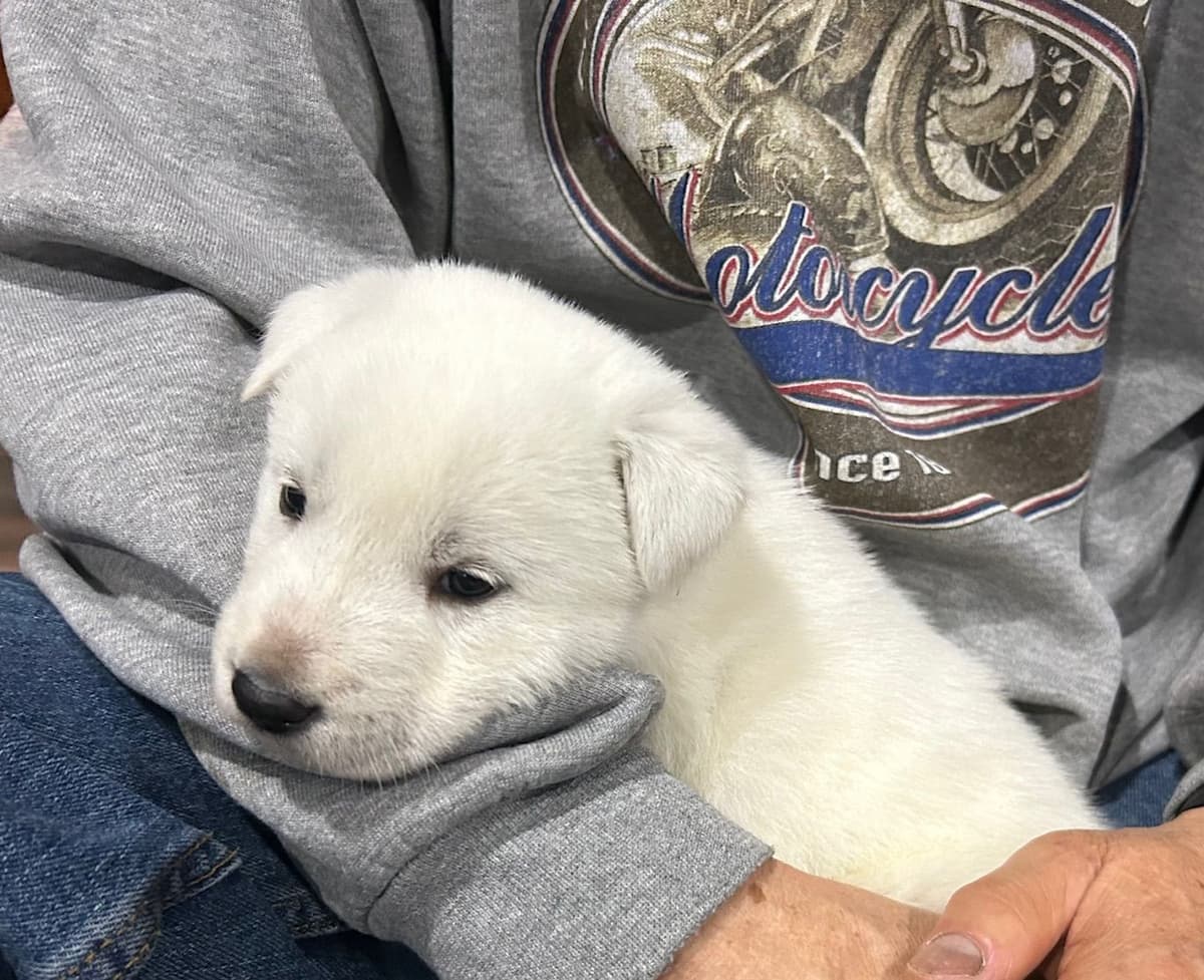 PENDING - Korean Jindo Dog Puppies breeder image 7