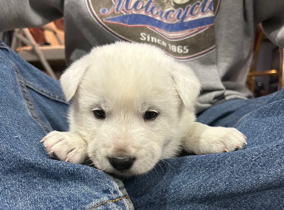 PENDING - Korean Jindo Dog Puppies breeder image 8