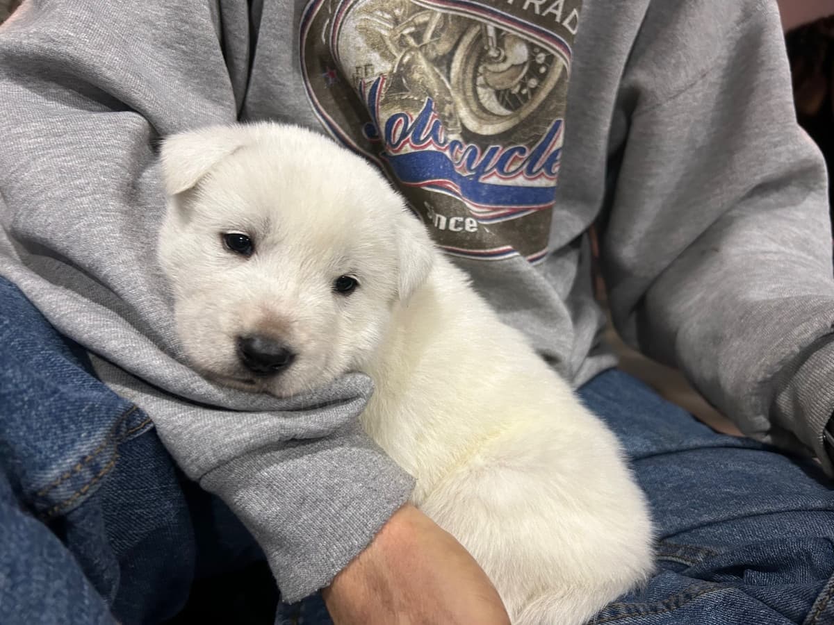 PENDING - Korean Jindo Dog Puppies breeder image 9