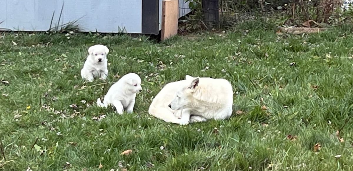PENDING - Korean Jindo Dog Puppies breeder image 10