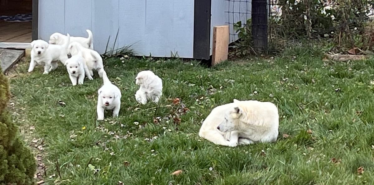PENDING - Korean Jindo Dog Puppies breeder image 11