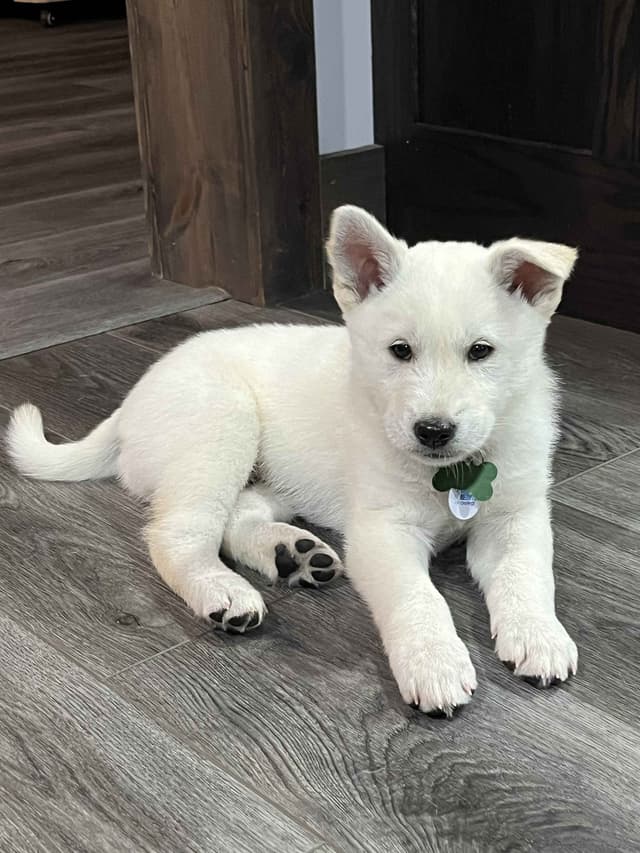 Korean Jindo Dog Puppies media 2