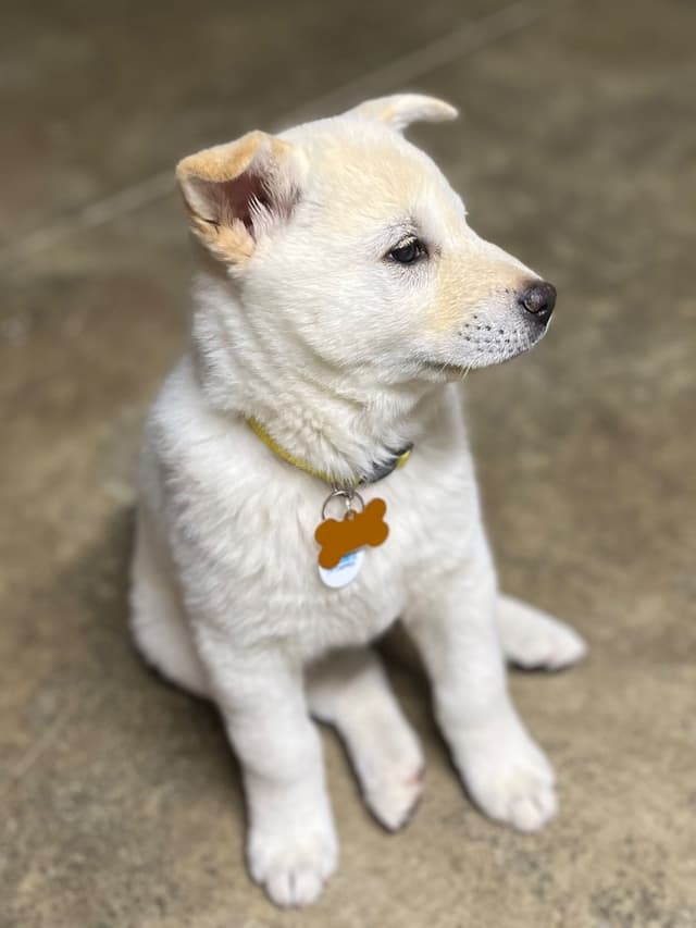 PENDING - Korean Jindo Dog Puppies media 2