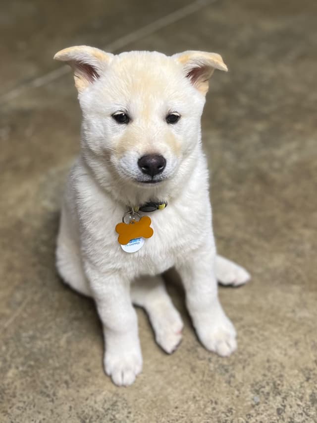 PENDING - Korean Jindo Dog Puppies media 4