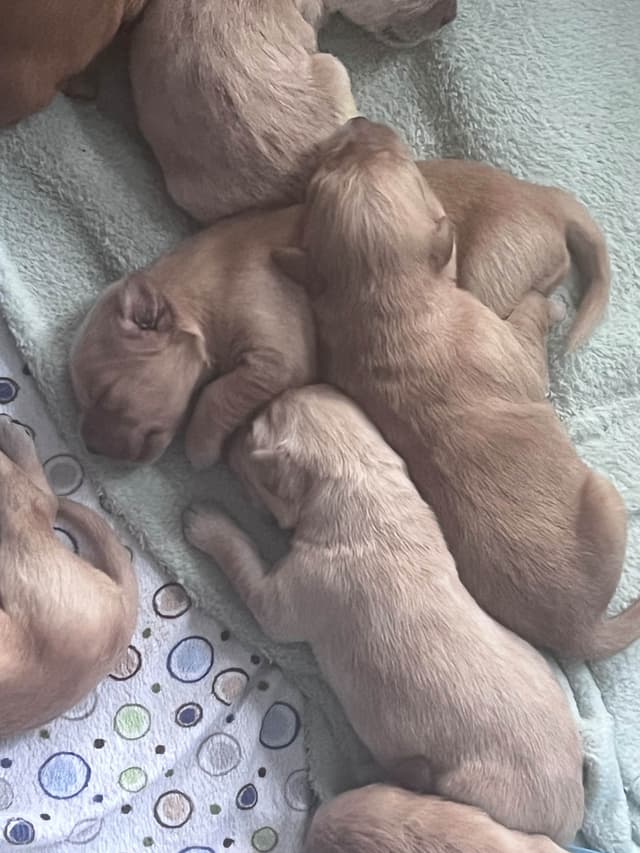 Golden Retriever Puppies media 2