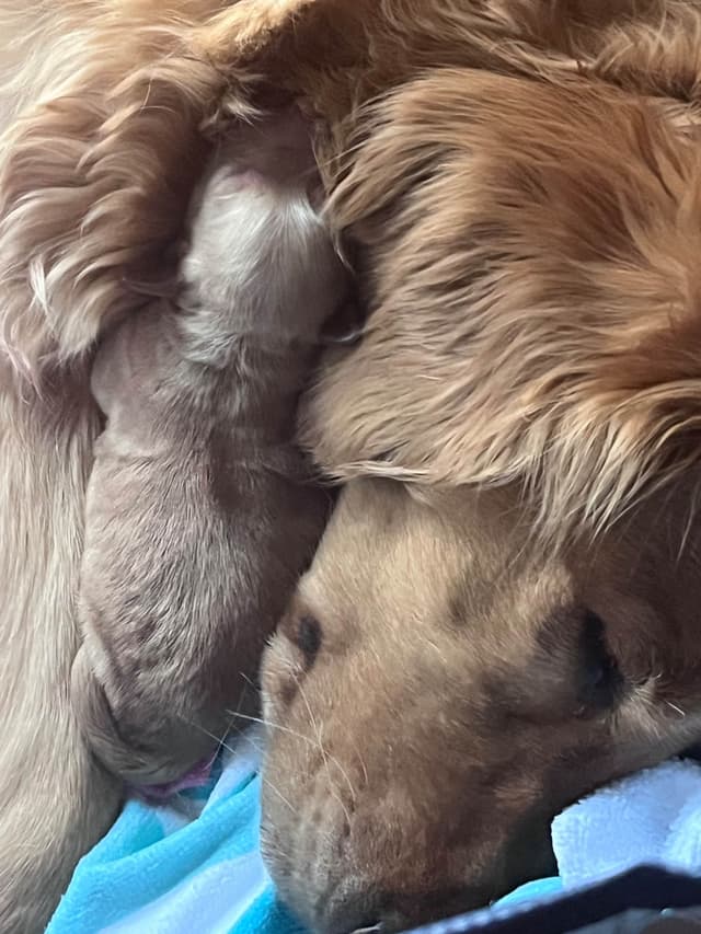 Golden Retriever Puppies media 3