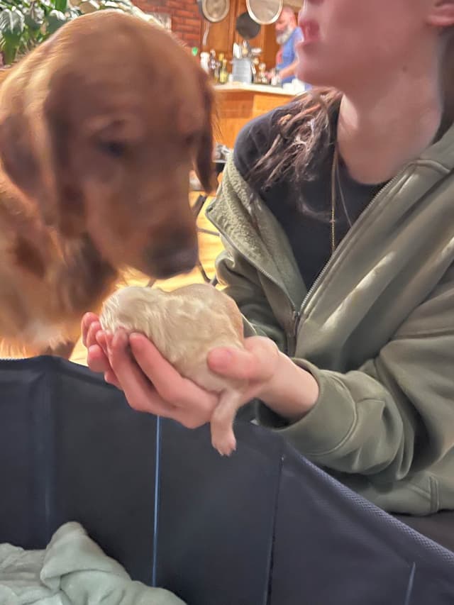 Golden Retriever Puppies media 4