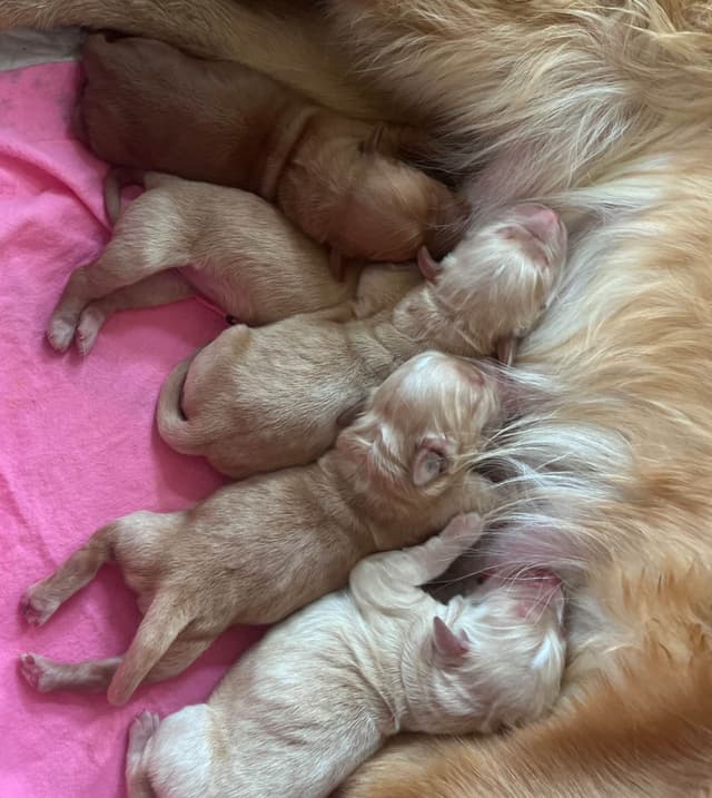 Golden Retriever Puppies media 6