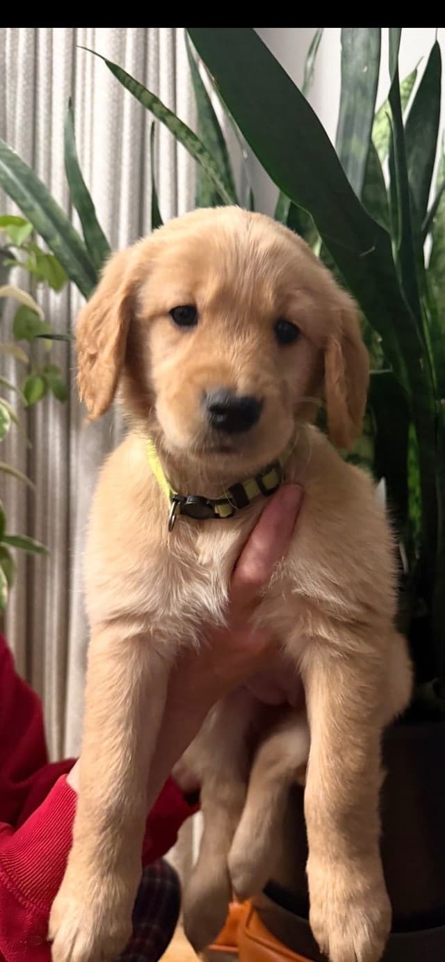 Golden Retriever Puppies media 7