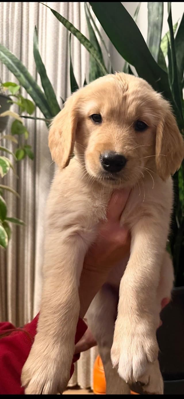 Golden Retriever Puppies media 8