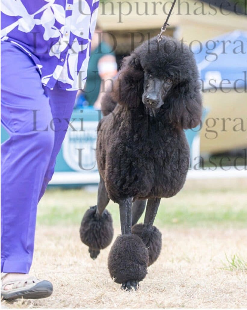 Poodle Puppies breeder image 1
