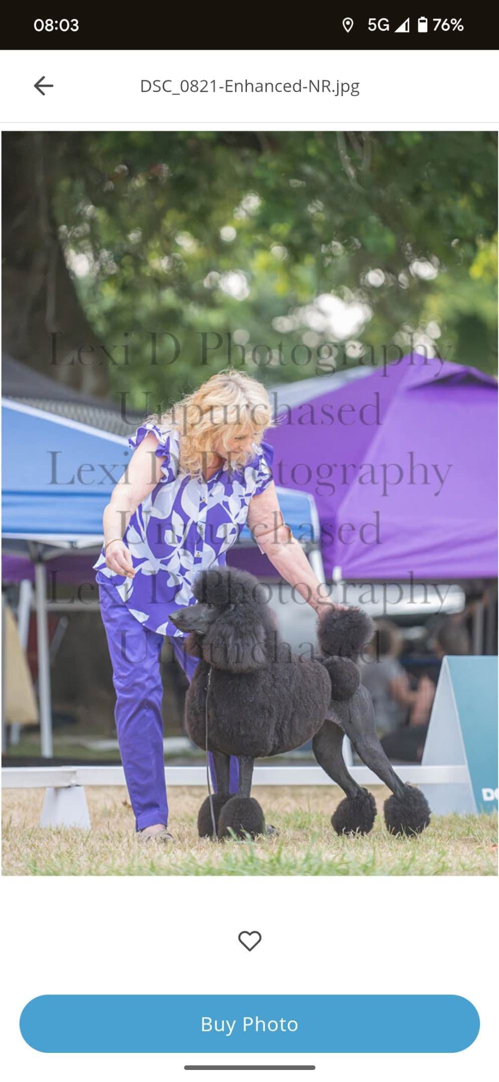 Poodle Puppies breeder image 2