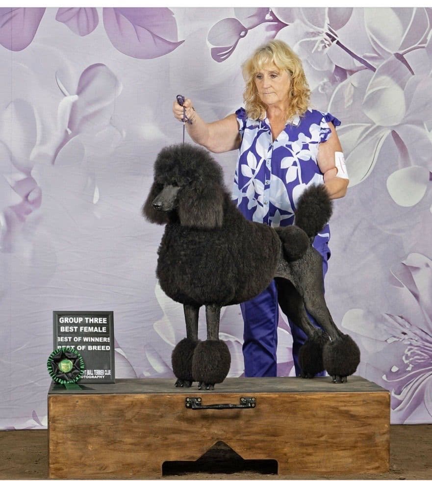 Poodle Puppies breeder image 3