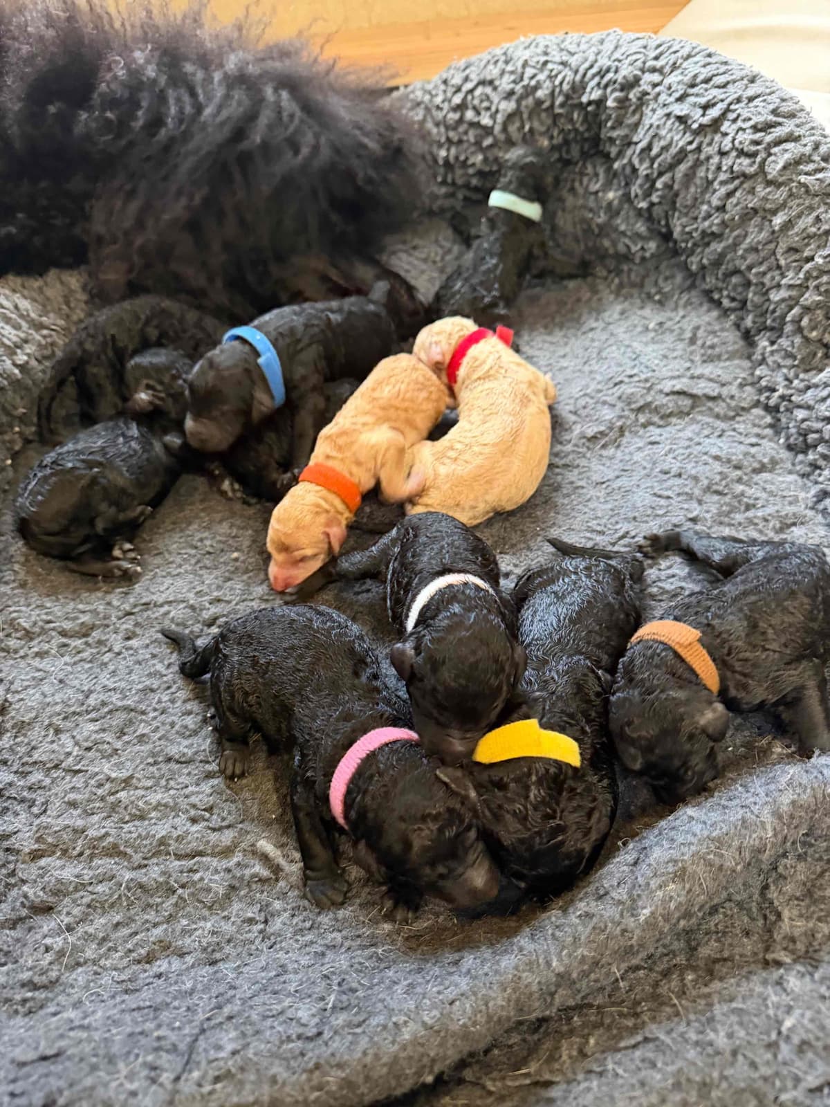 Poodle Puppies breeder image 4
