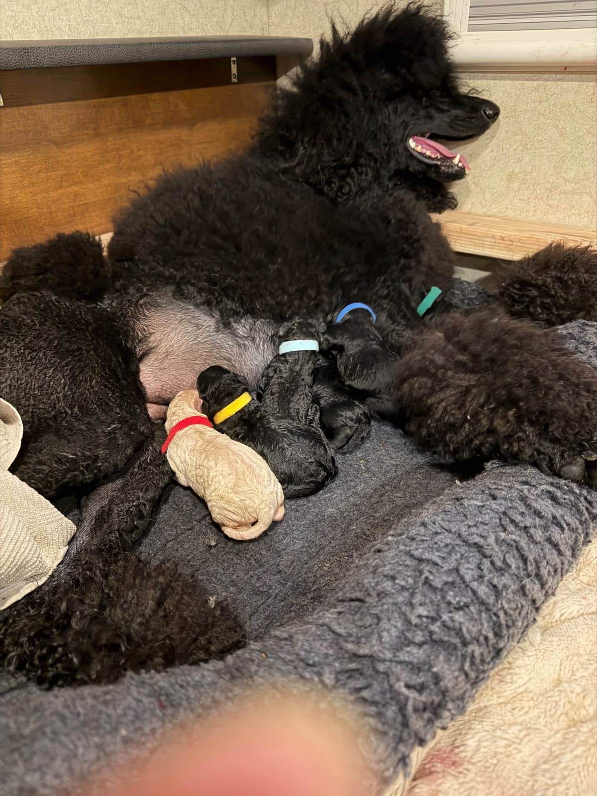 Poodle Puppies breeder image 5