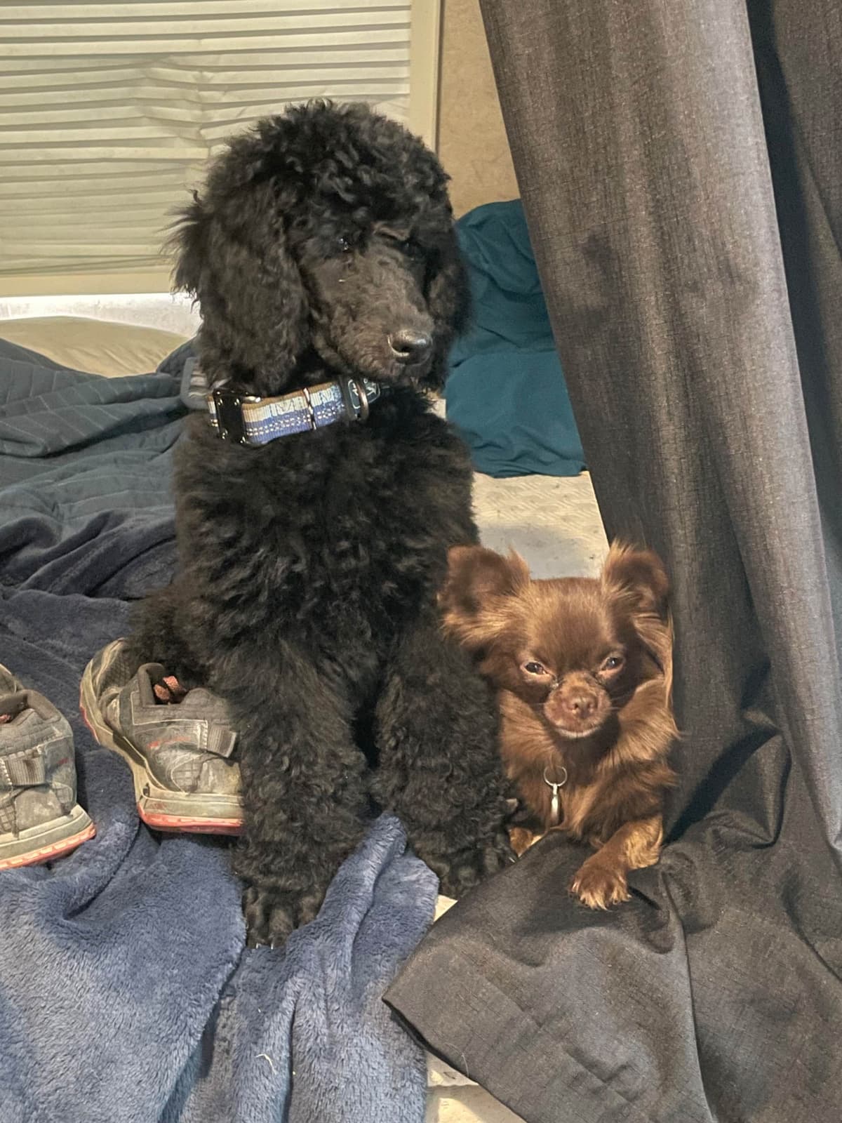 Poodle Puppies breeder image 6