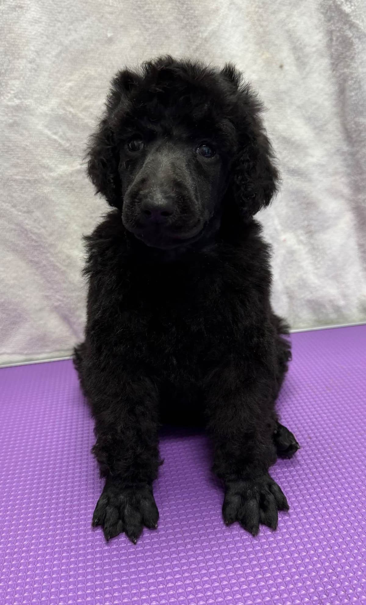 Poodle Puppies breeder image 7