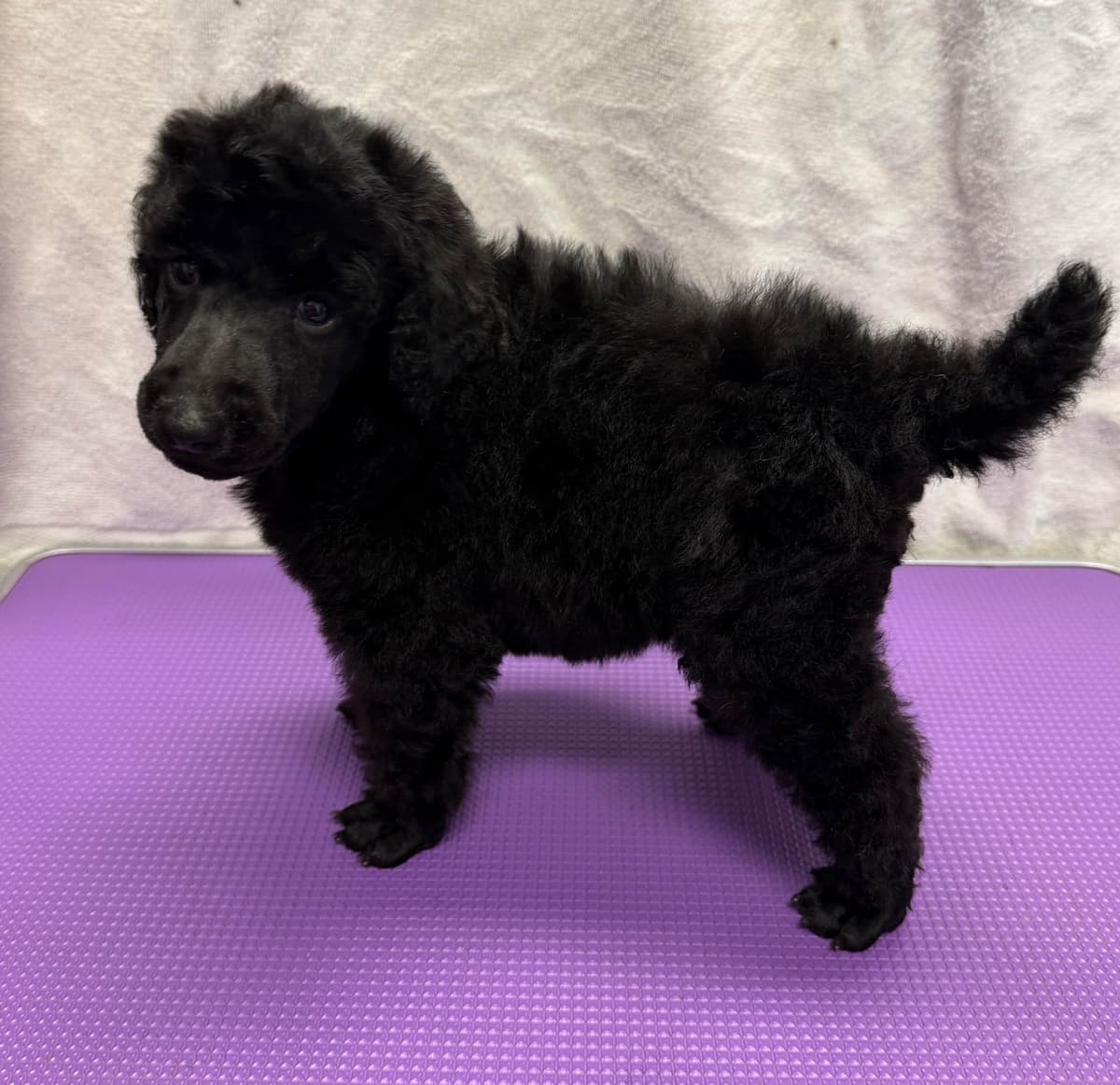 Poodle Puppies breeder image 8