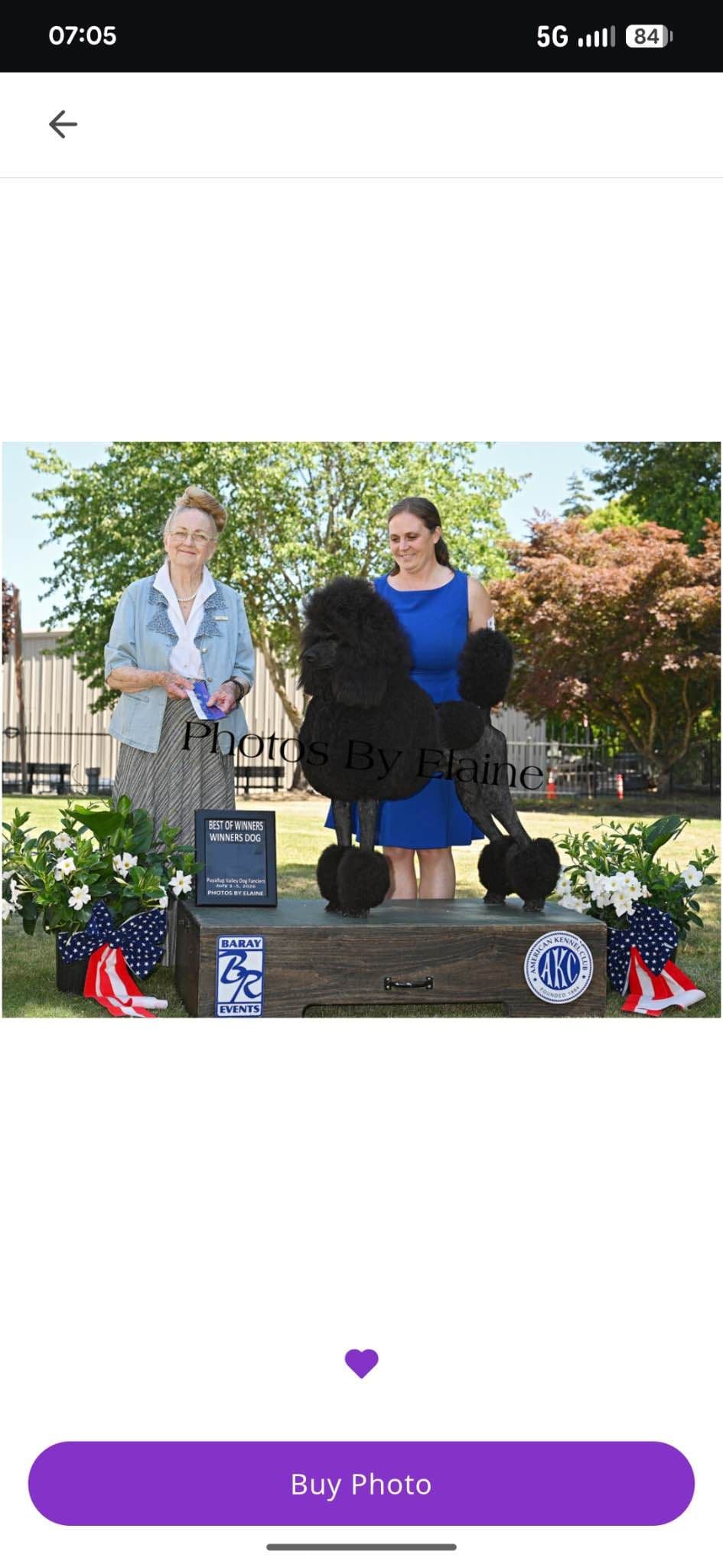 Poodle Puppies breeder image 10