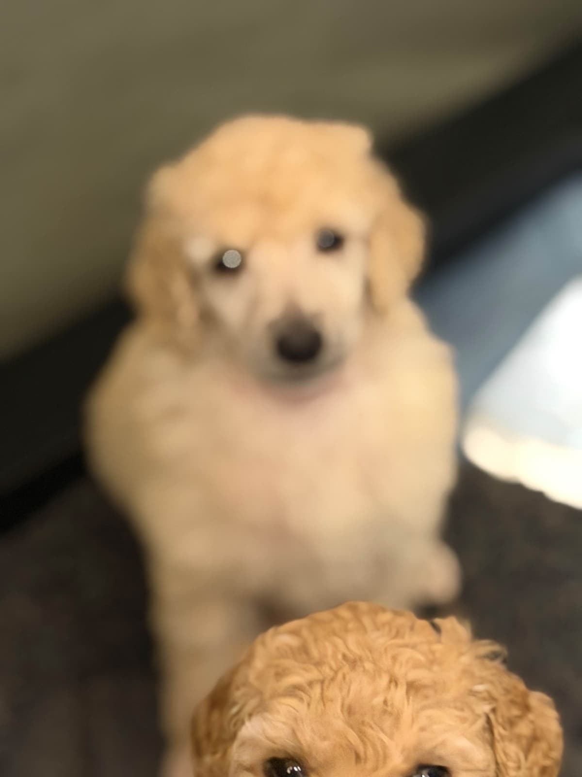 Poodle Puppies breeder image 11