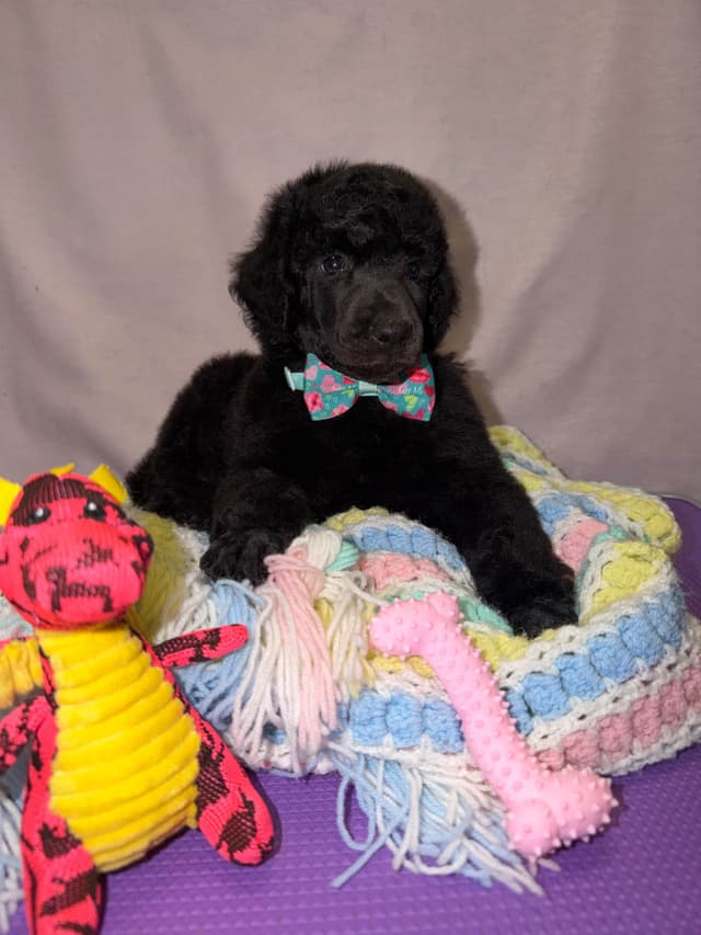 Poodle Puppies media 3