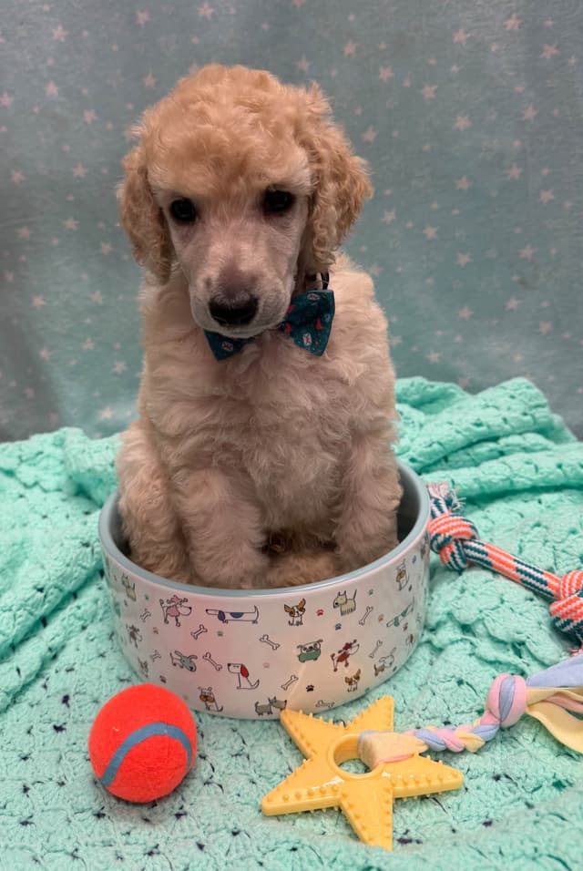 Poodle Puppies media 4