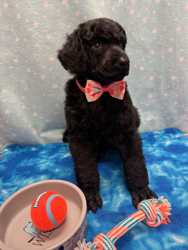 Poodle Puppies media 2