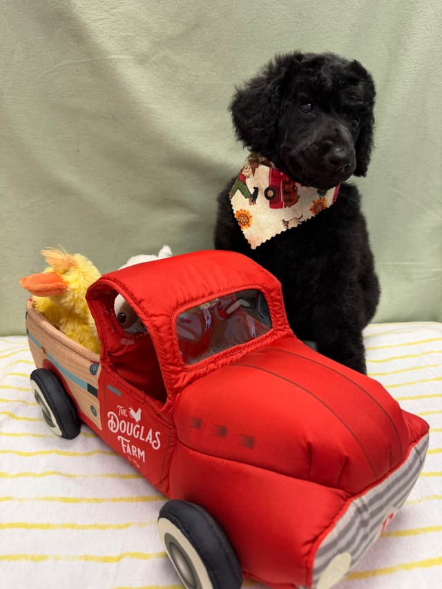 Poodle Puppies media 5
