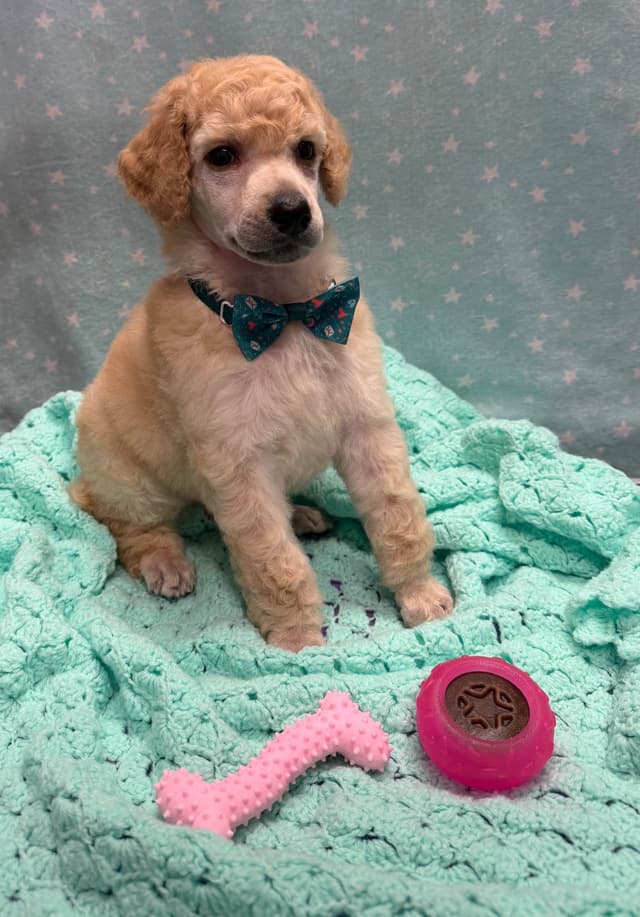 Poodle Puppies media 8