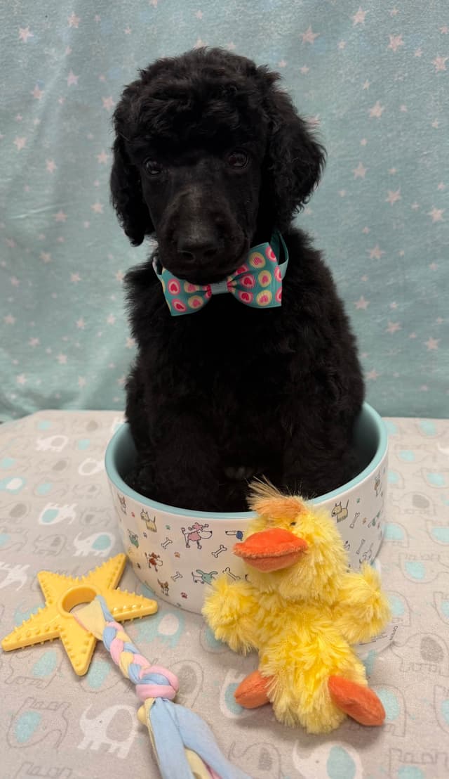 Poodle Puppies media 6