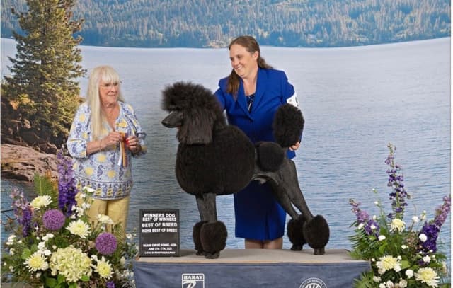 Poodle Puppies media 7