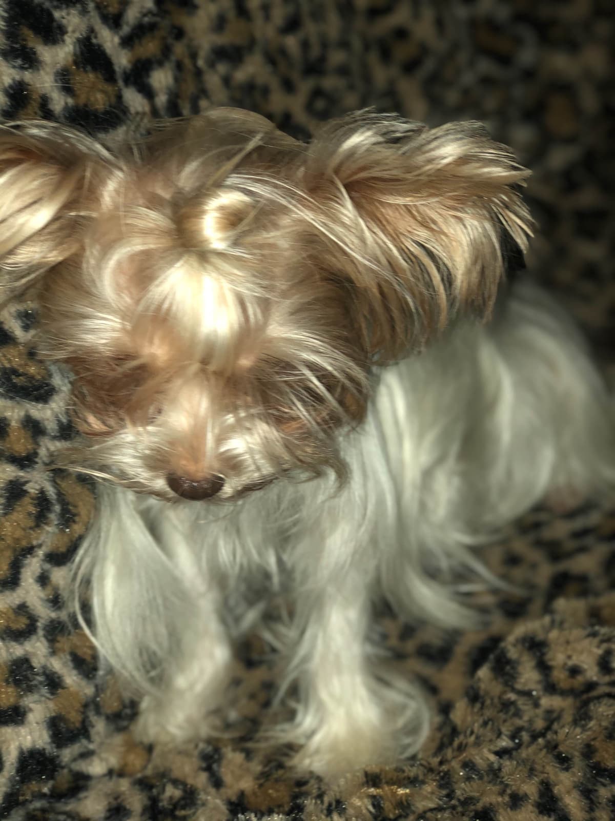 Chocolate Dream Baby Undocked SOLD breeder image 5