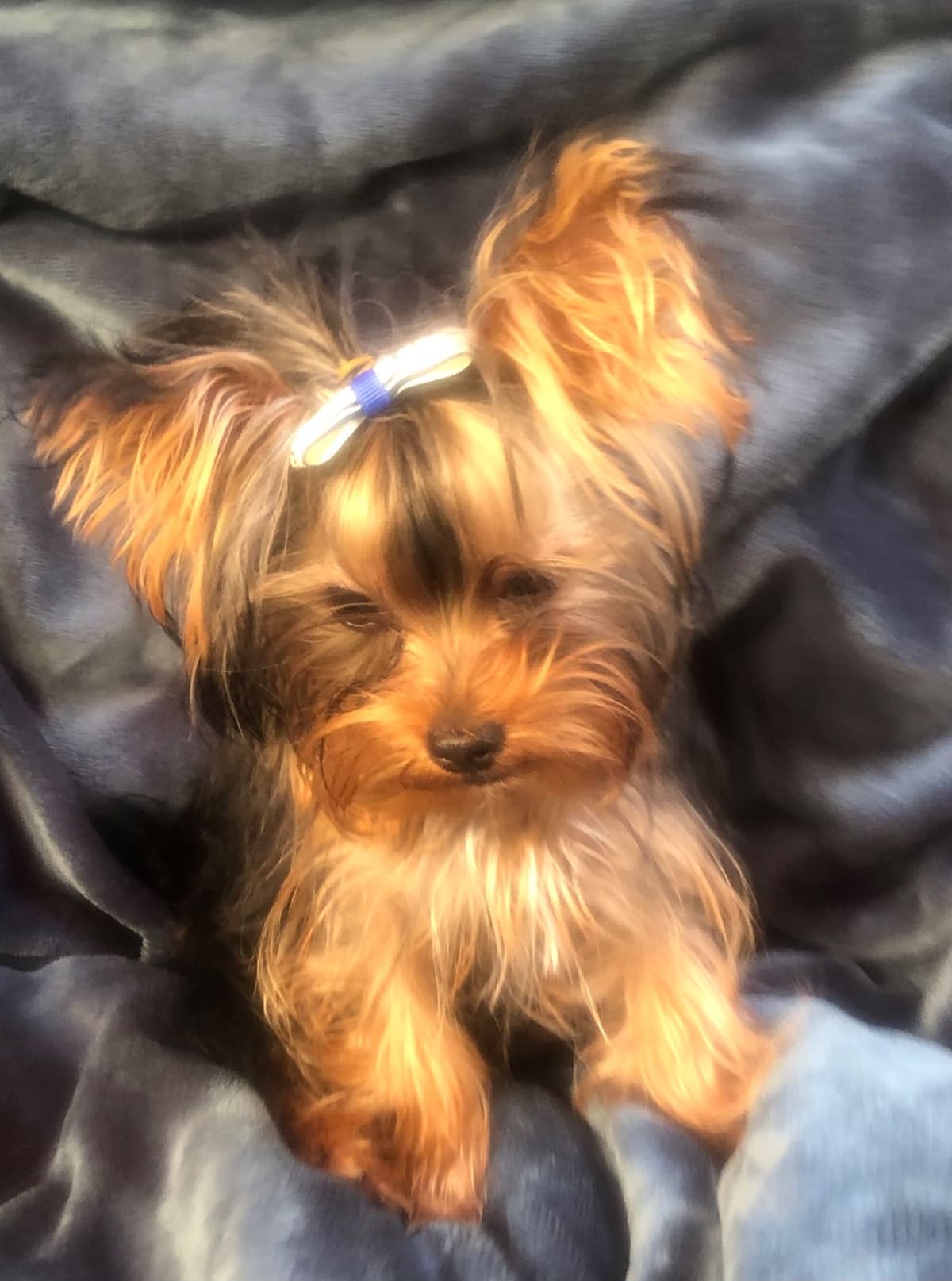 Chocolate Dream Baby Undocked SOLD breeder image 3