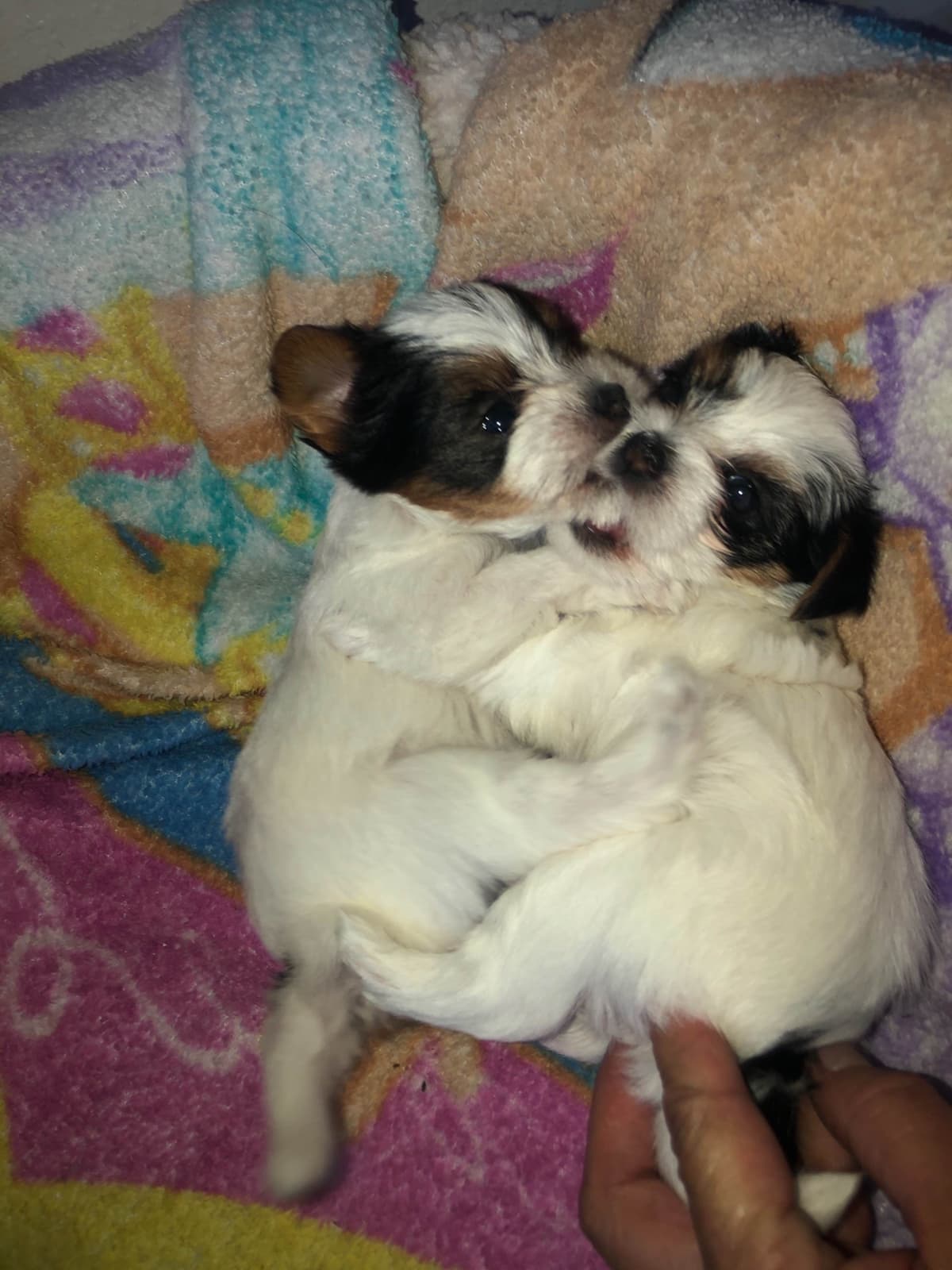 Chocolate Dream Baby Undocked SOLD breeder image 18