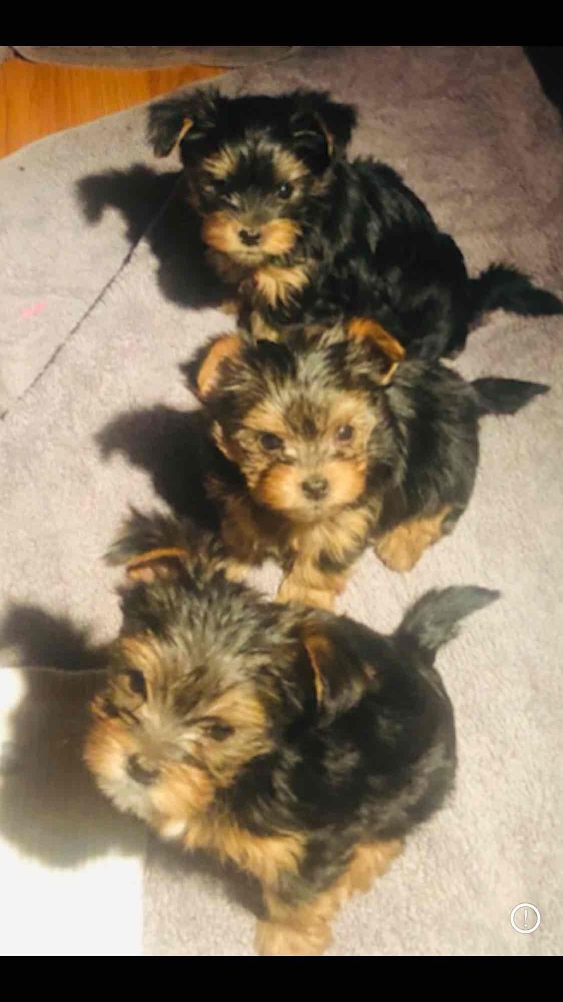Chocolate Dream Baby Undocked SOLD breeder image 25