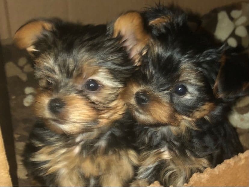 Chocolate Dream Baby Undocked SOLD breeder image 51