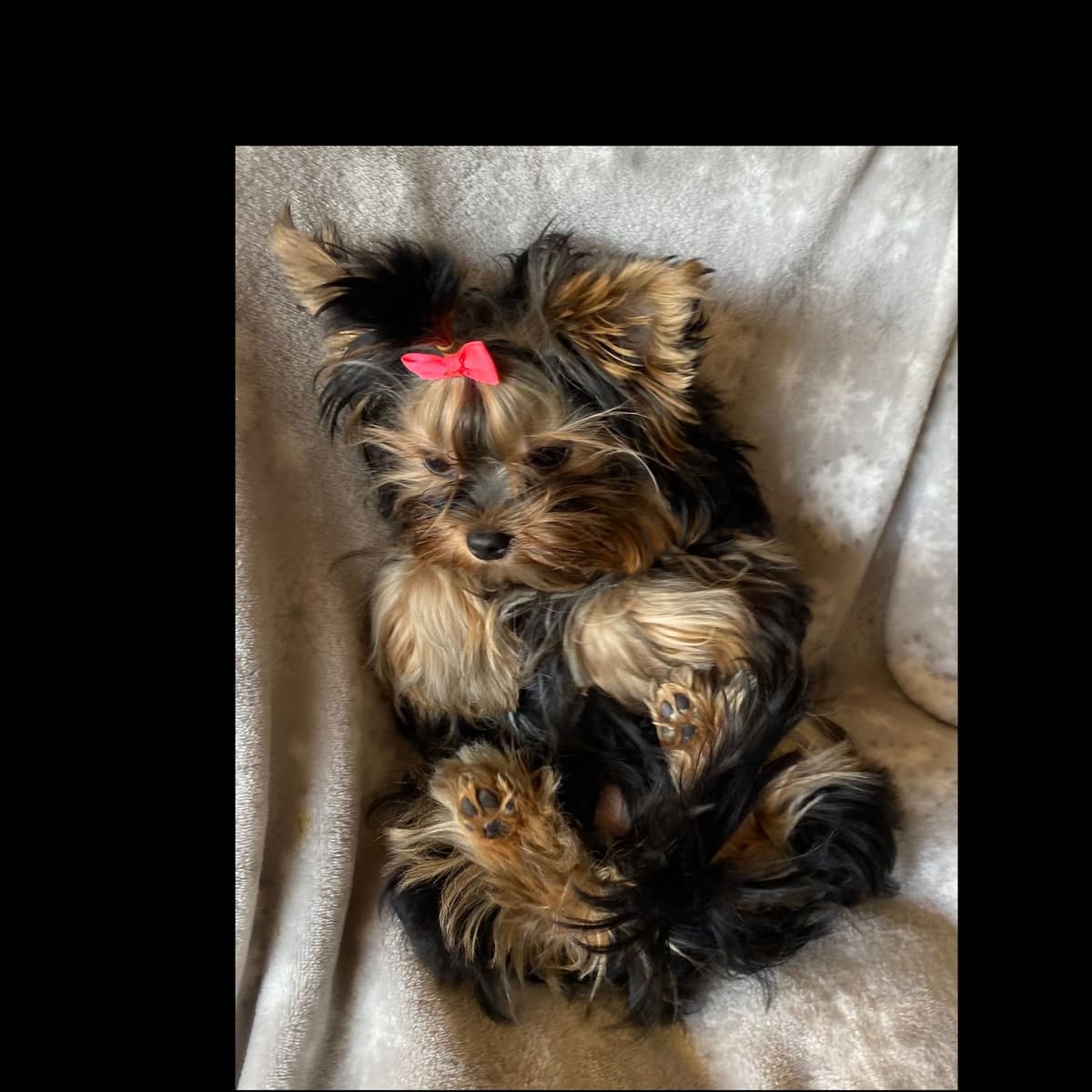 Chocolate Dream Baby Undocked SOLD breeder image 69