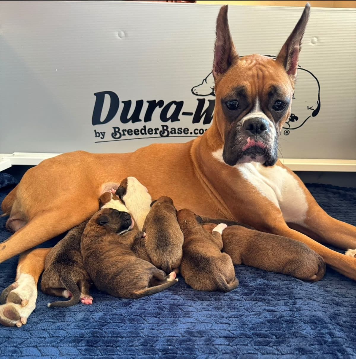 Boxer Puppies breeder image 1