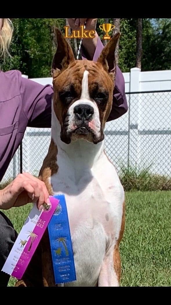 Boxer Puppies breeder image 3