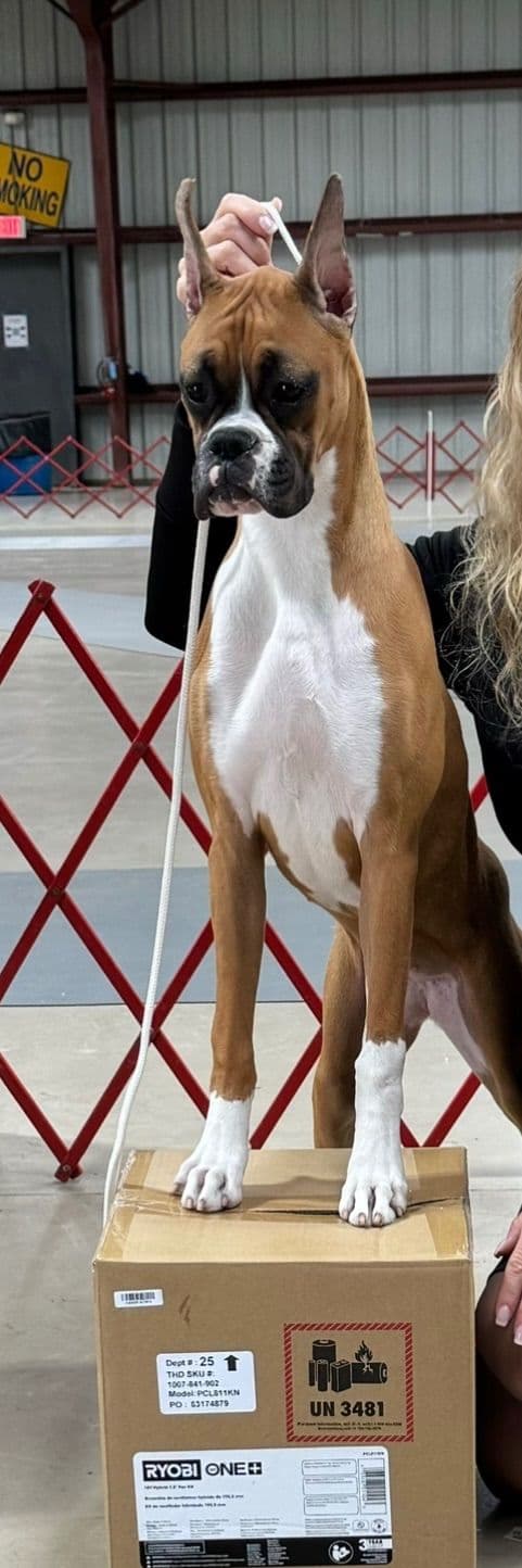Boxer Puppies breeder image 4