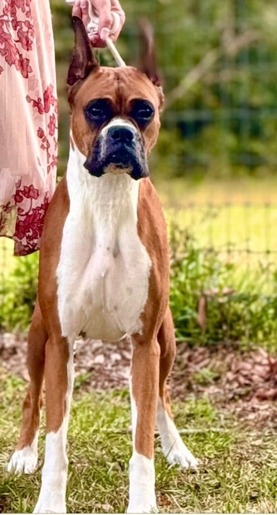 Boxer Puppies breeder image 5