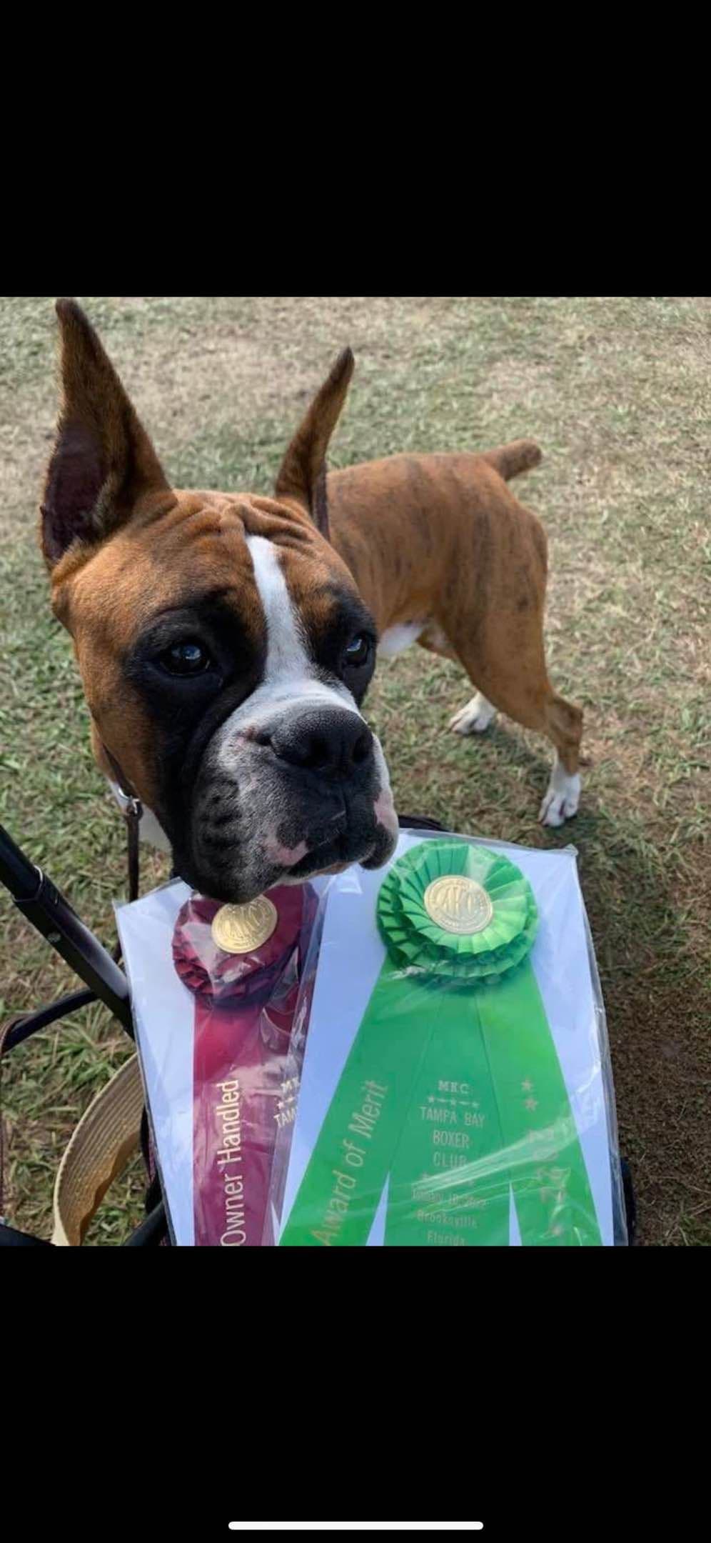 Boxer Puppies breeder image 9