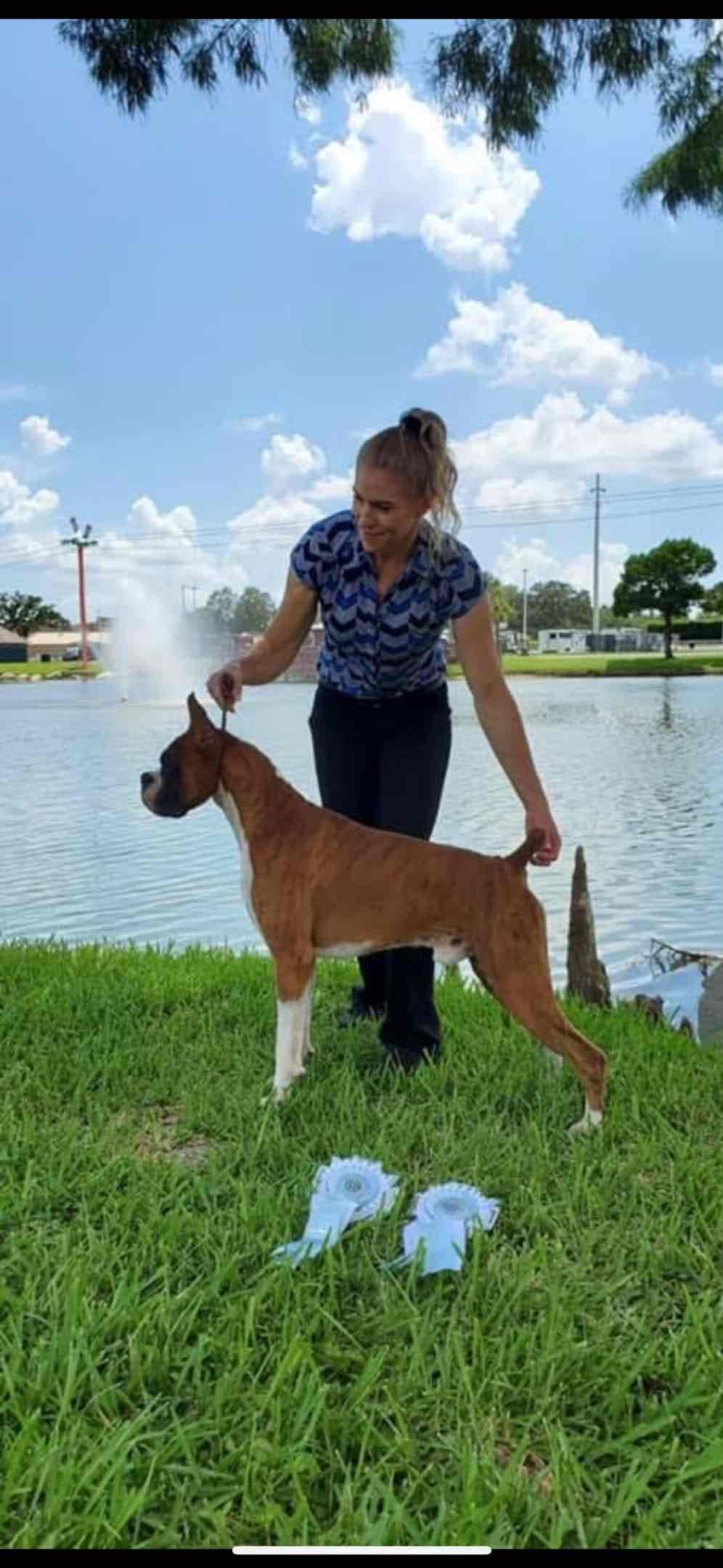 Boxer Puppies breeder image 10