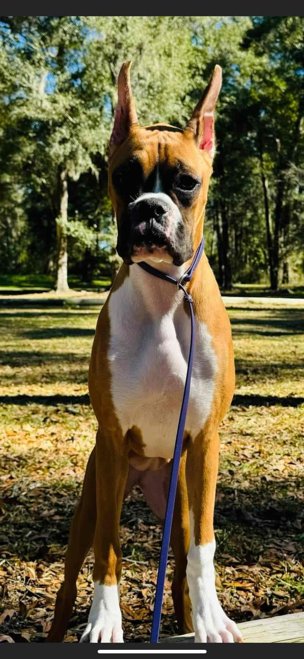 Boxer Puppies breeder image 11