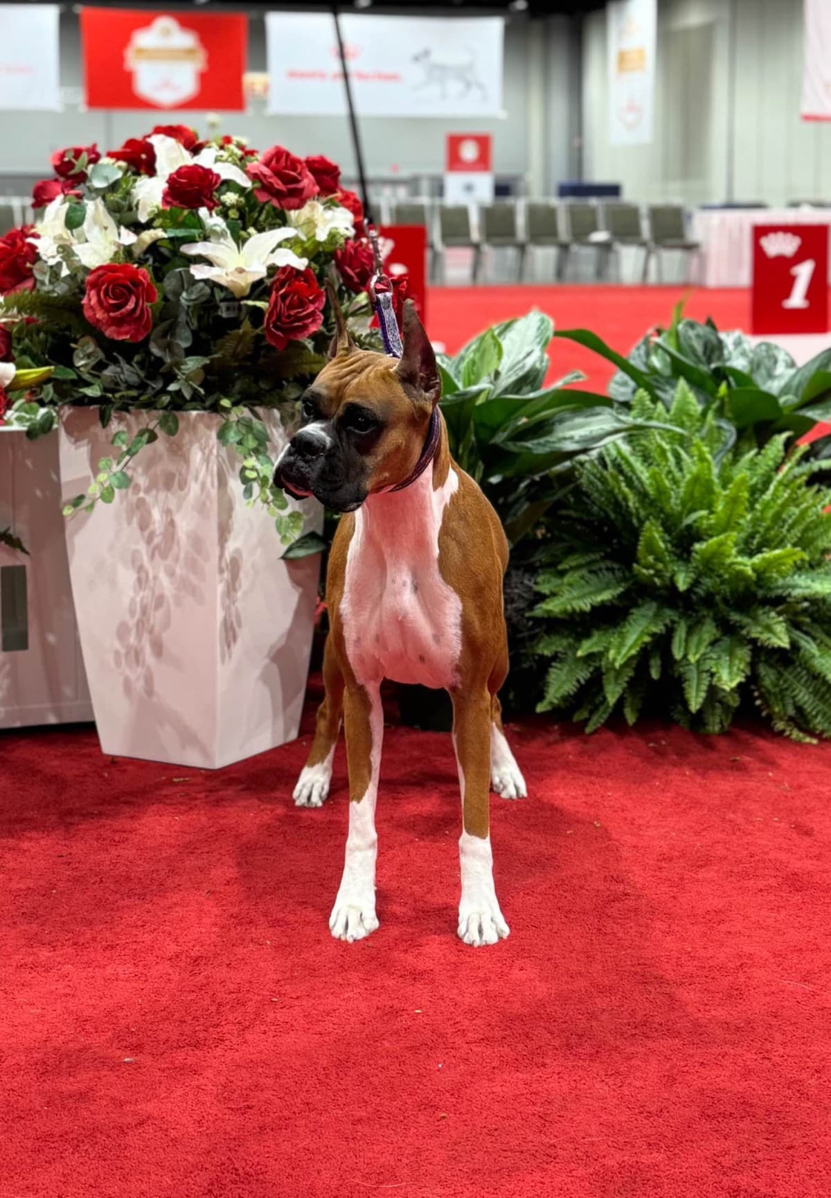 Boxer Puppies breeder image 13