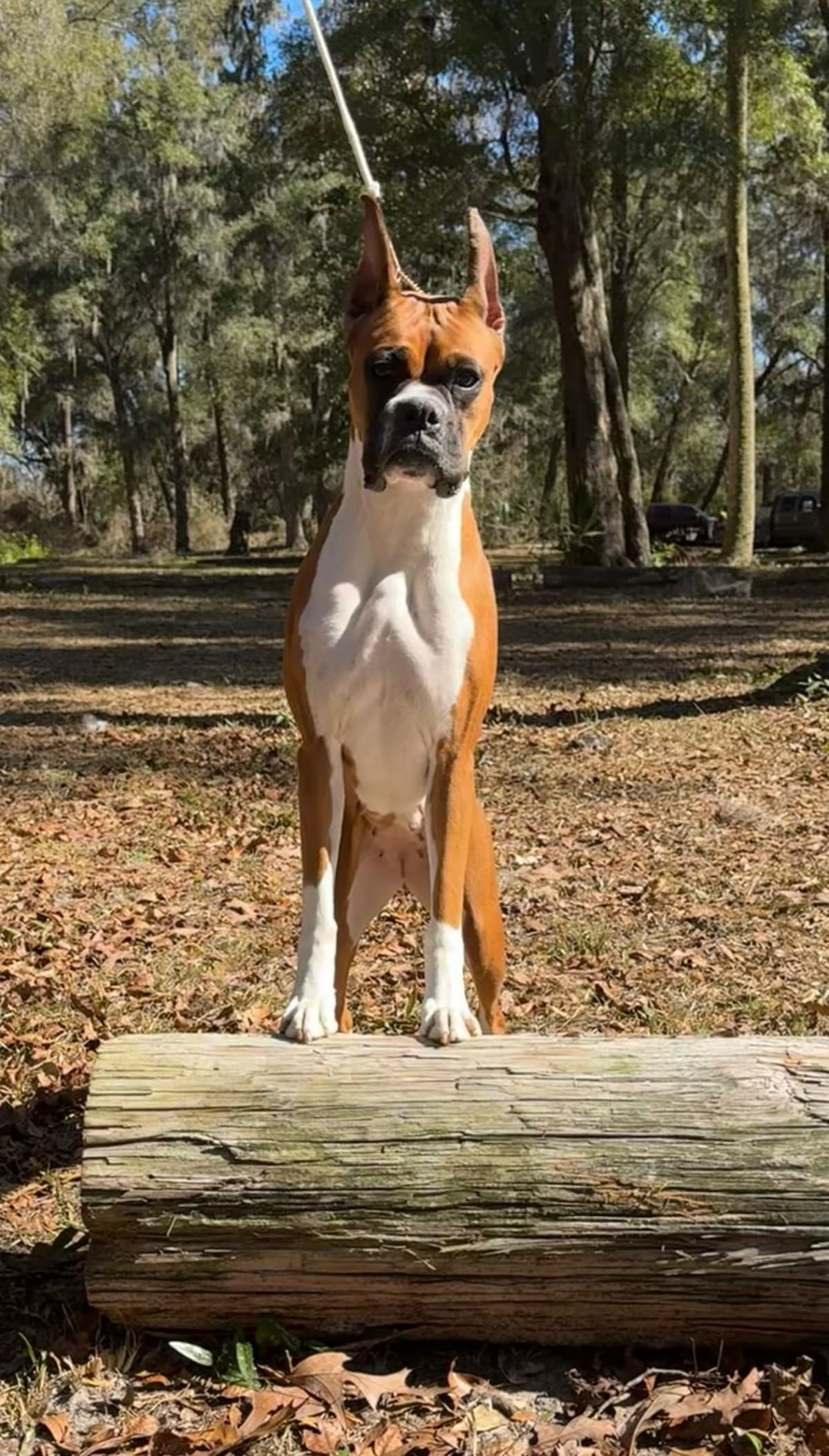 Boxer Puppies breeder image 15