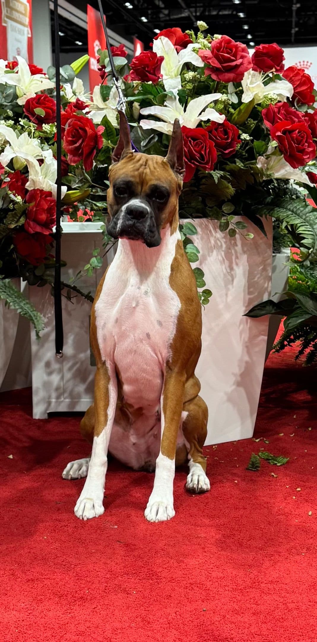 Boxer Puppies breeder image 18
