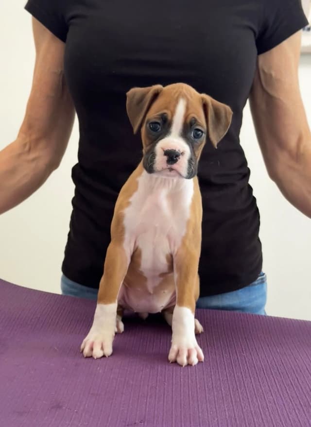 Boxer Puppies media 2