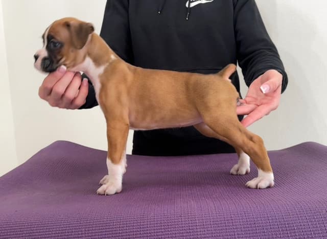 Boxer Puppies media 3