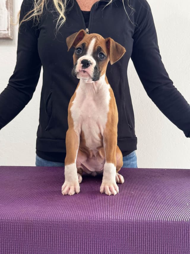 Boxer Puppies media 4